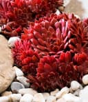 BALDUR Garten Bodendecker Sempervivum Arctic White & Coral Red 2 St. Trockenresistent Bild 3
