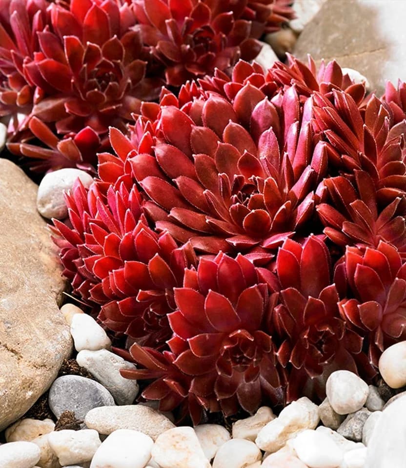 BALDUR Garten Bodendecker Sempervivum Arctic White & Coral Red 2 St. Trockenresistent - Bild 3