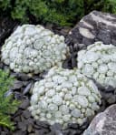 BALDUR Garten Bodendecker Sempervivum Arctic White & Coral Red 2 St. Trockenresistent Bild 4