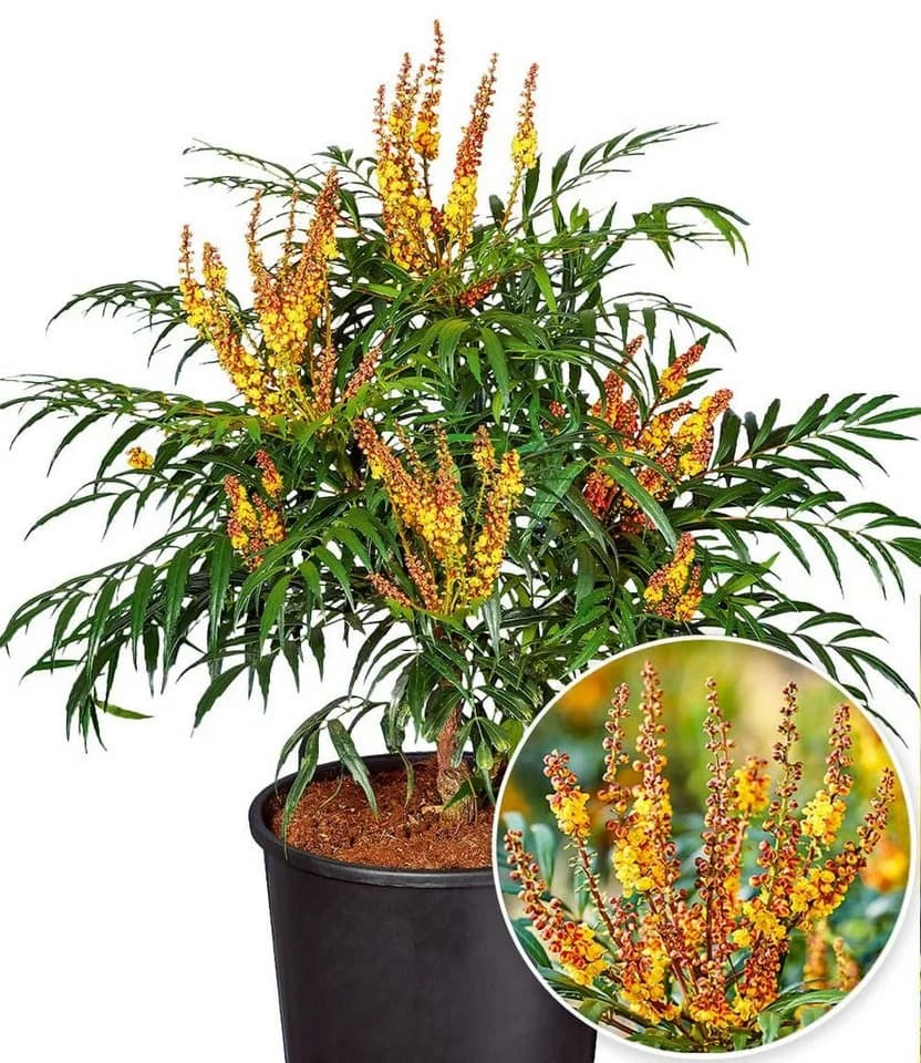 BALDUR Garten Zierstrauch Mahonie 'Volcano®' (MYOY) Grün/Gelb - Bild 2