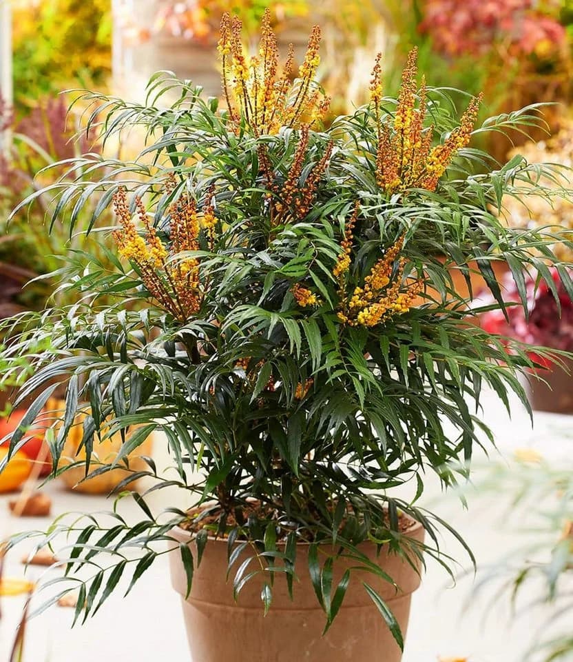 BALDUR Garten Zierstrauch Mahonie 'Volcano®' (MYOY) Grün/Gelb - Bild 3