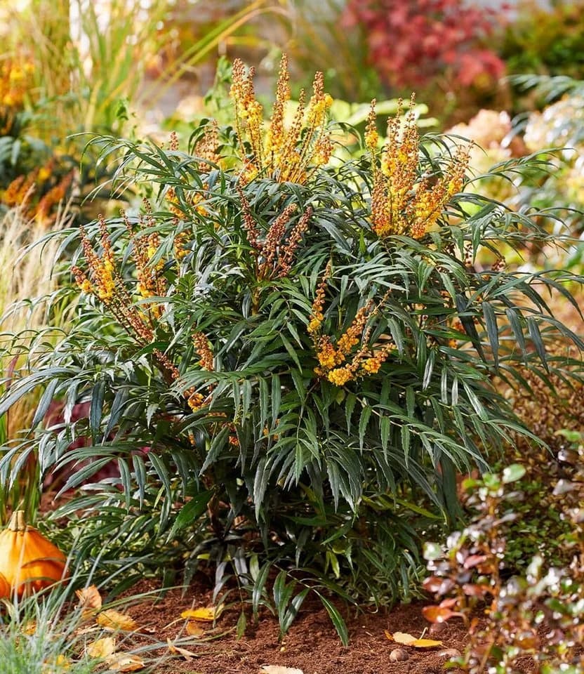 BALDUR Garten Zierstrauch Mahonie 'Volcano®' (MYOY) Grün/Gelb - Bild 4