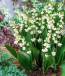 BALDUR Garten Blumenzwiebeln Gefülltes Maiglöckchen Bloom in White Bild 1