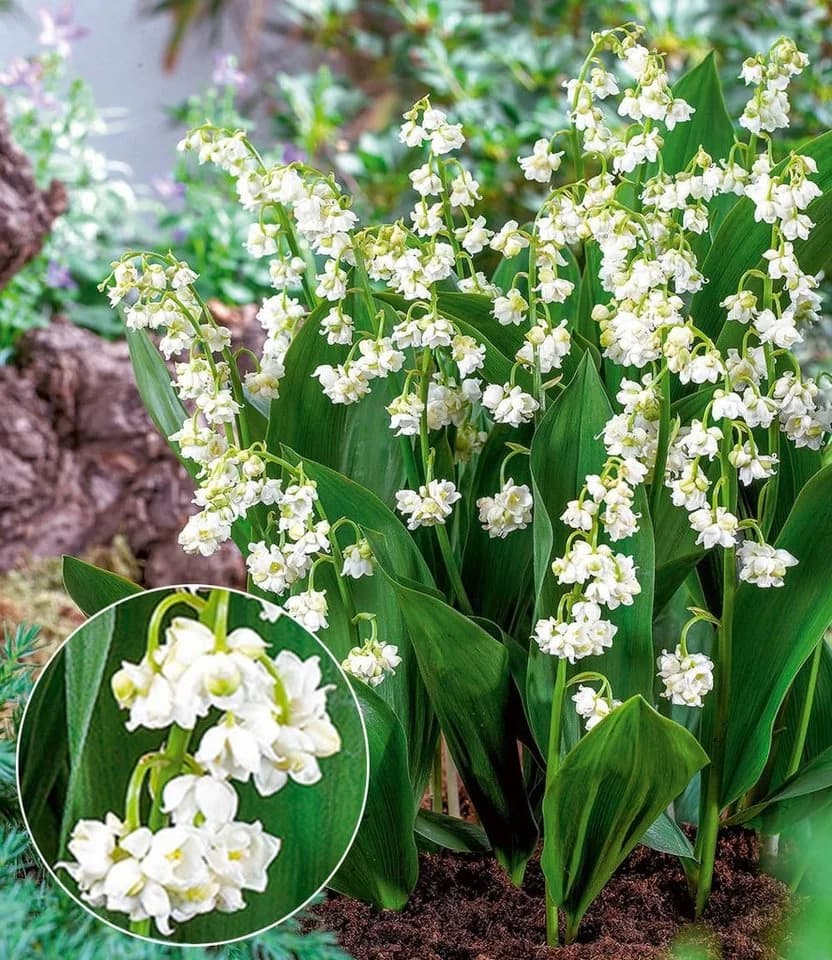 BALDUR Garten Blumenzwiebeln Gefülltes Maiglöckchen Bloom in White - Bild 2
