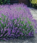 BALDUR Garten Lavendel-Mix Weiß & Blau 6 St. Bienenfreundlich Bild 1