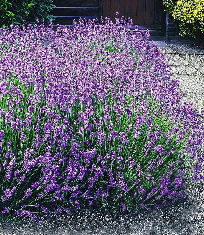 BALDUR Garten Lavendel-Mix Weiß & Blau 6 St. Bienenfreundlich