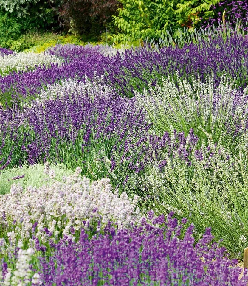 BALDUR Garten Lavendel-Mix Weiß & Blau 6 St. Bienenfreundlich - Bild 2