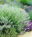 BALDUR Garten Lavendel-Mix Weiß & Blau 6 St. Bienenfreundlich Bild 3