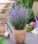 BALDUR Garten Zierstrauch Silberstrauch Prime Time® Lavendelfarbig Bild 2