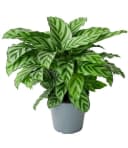 BALDUR Garten Zimmerpflanze Calathea Leopardina Grünpflanze Bild 1