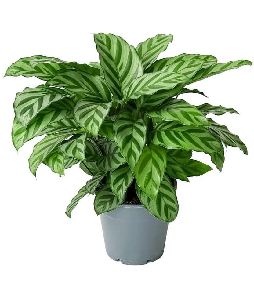 BALDUR Garten Zimmerpflanze Calathea Leopardina Grünpflanze