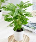 BALDUR Garten Zimmerpflanze Calathea Leopardina Grünpflanze Bild 2