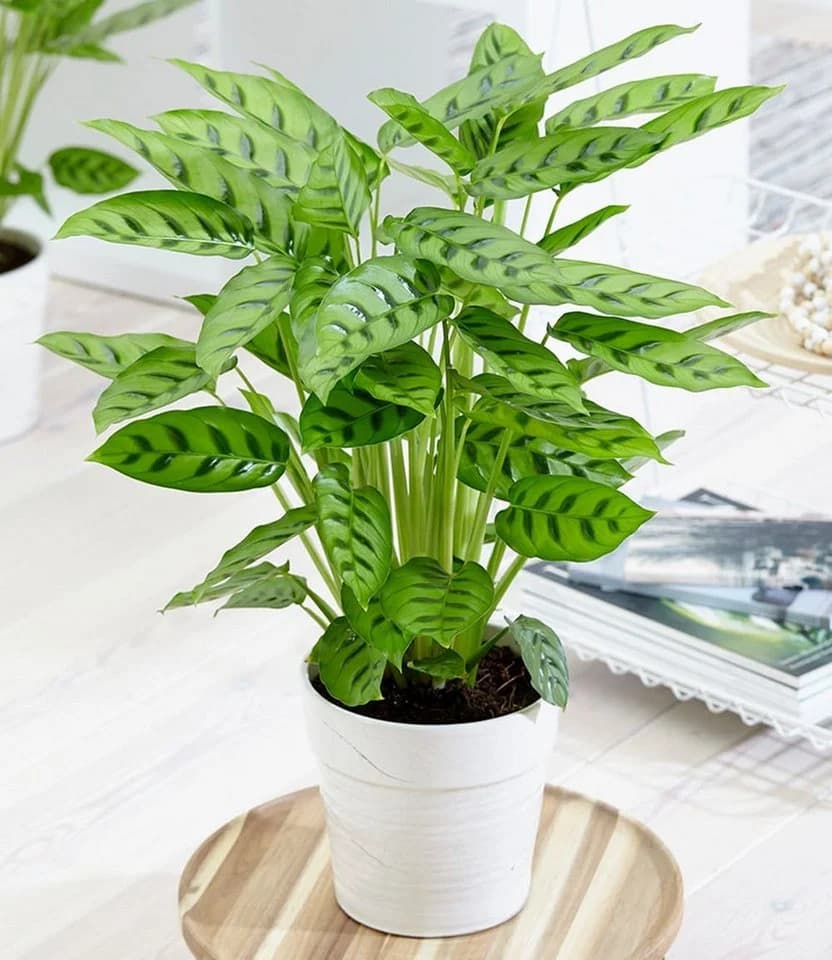 BALDUR Garten Zimmerpflanze Calathea Leopardina Grünpflanze - Bild 2