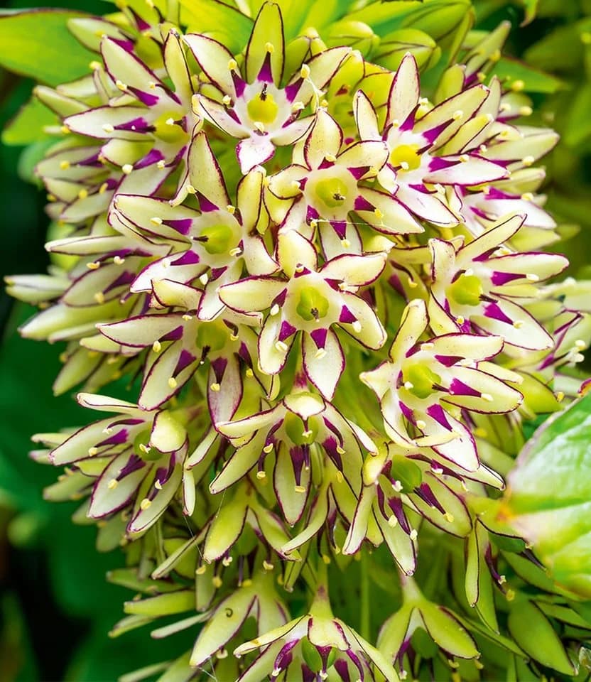 BALDUR Garten Blumenzwiebeln Eucomis 'Bi-Color' Schopflilie Bunt
