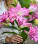 BALDUR Garten Blumenzwiebeln Duft-Lilien 'Lotus Mix' Bunt Bild 1