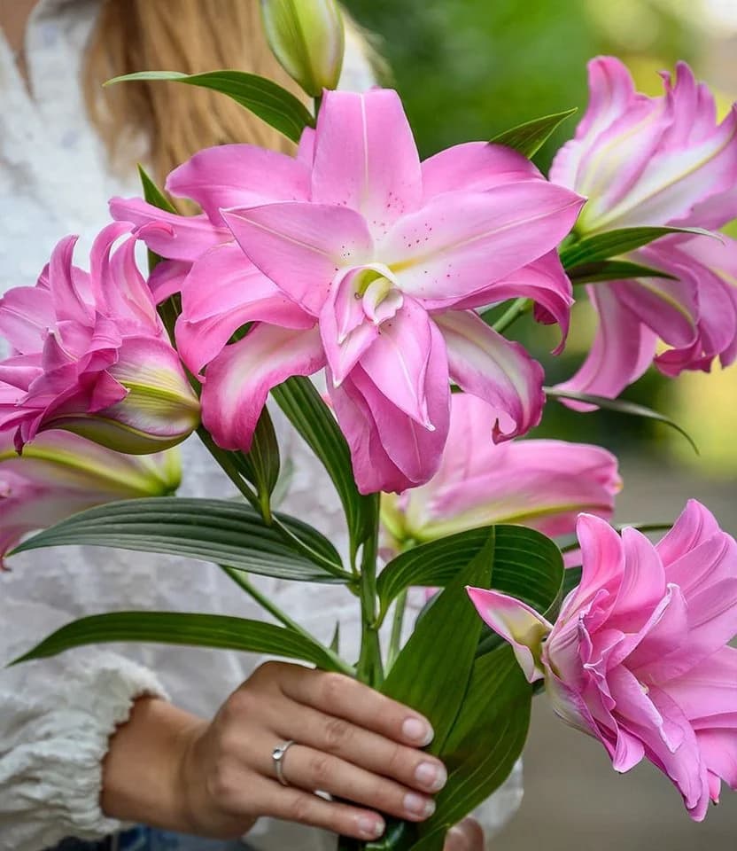 BALDUR Garten Blumenzwiebeln Duft-Lilien 'Lotus Mix' Bunt
