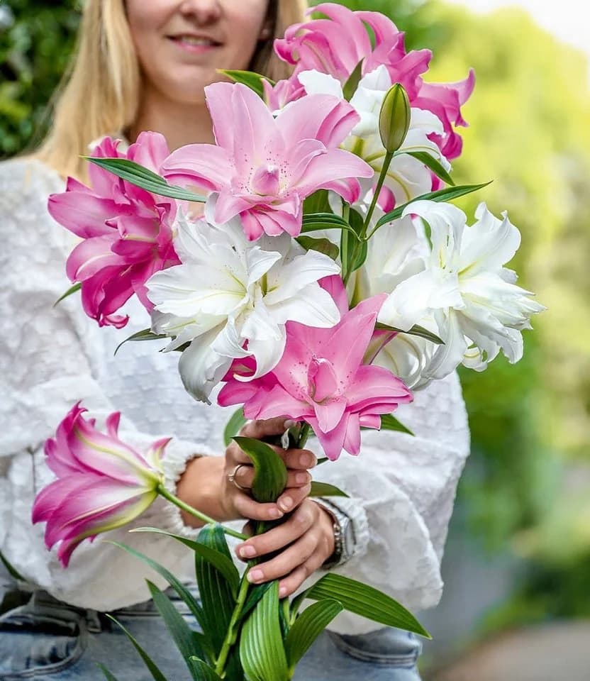 BALDUR Garten Blumenzwiebeln Duft-Lilien 'Lotus Mix' Bunt - Bild 2