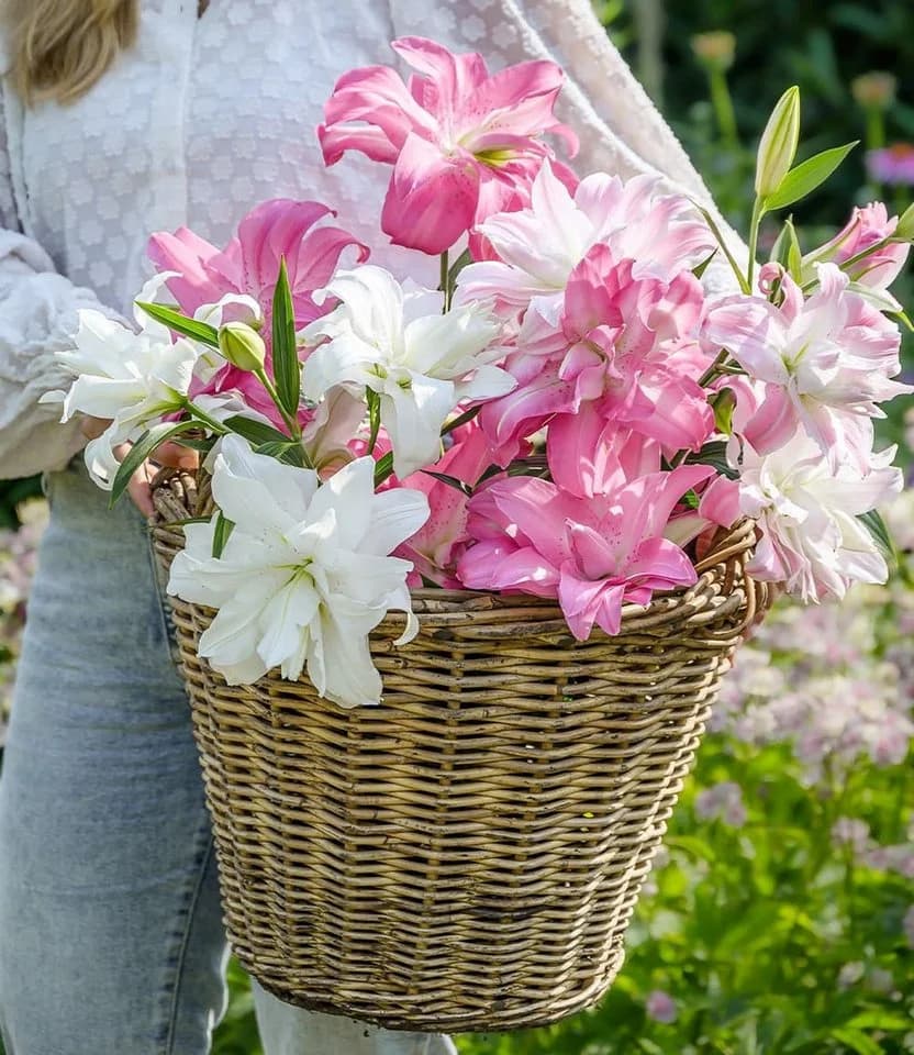 BALDUR Garten Blumenzwiebeln Duft-Lilien 'Lotus Mix' Bunt - Bild 4
