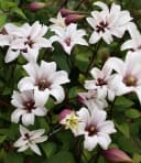 BALDUR Garten Tulpen-Clematis 'Princess Kate®' im 2-Liter Topf, 1 St., Blühfreude, winterhart, mehrjährig, pflegeleicht Bild 1