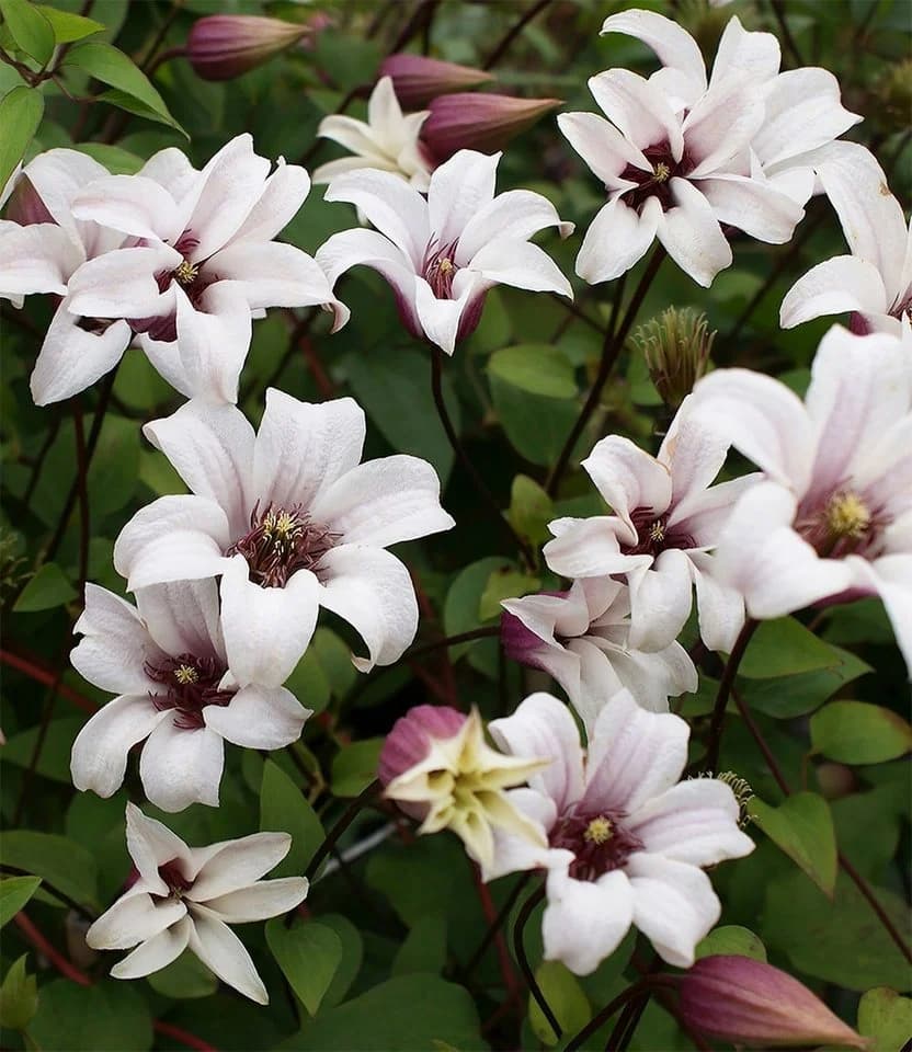 BALDUR Garten Tulpen-Clematis 'Princess Kate®' im 2-Liter Topf, 1 St., Blühfreude, winterhart, mehrjährig, pflegeleicht
