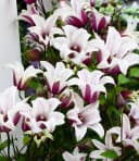 BALDUR Garten Tulpen-Clematis 'Princess Kate®' im 2-Liter Topf, 1 St., Blühfreude, winterhart, mehrjährig, pflegeleicht Bild 2