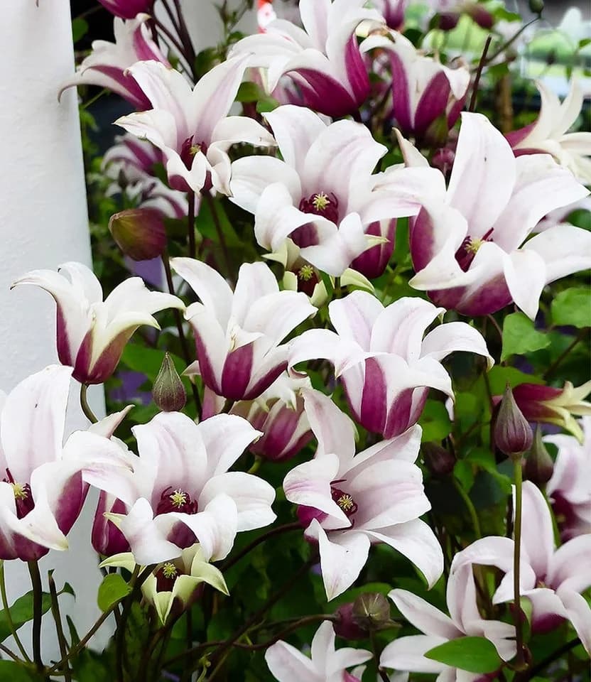 BALDUR Garten Tulpen-Clematis 'Princess Kate®' im 2-Liter Topf, 1 St., Blühfreude, winterhart, mehrjährig, pflegeleicht - Bild 2