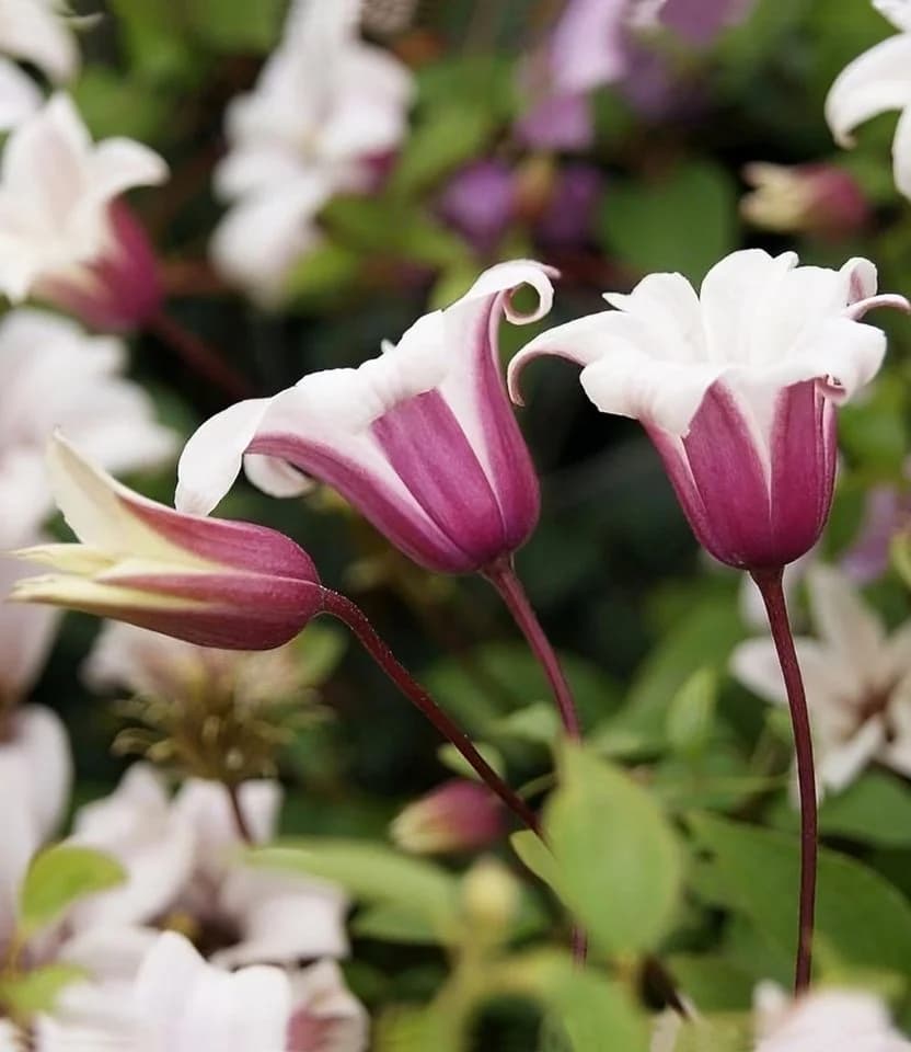 BALDUR Garten Tulpen-Clematis 'Princess Kate®' im 2-Liter Topf, 1 St., Blühfreude, winterhart, mehrjährig, pflegeleicht - Bild 3