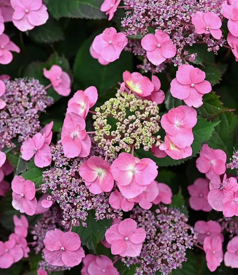 BALDUR Garten Zierstrauch Hortensie 'Pink Lace' Rosa