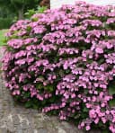 BALDUR Garten Zierstrauch Hortensie 'Pink Lace' Rosa Bild 2