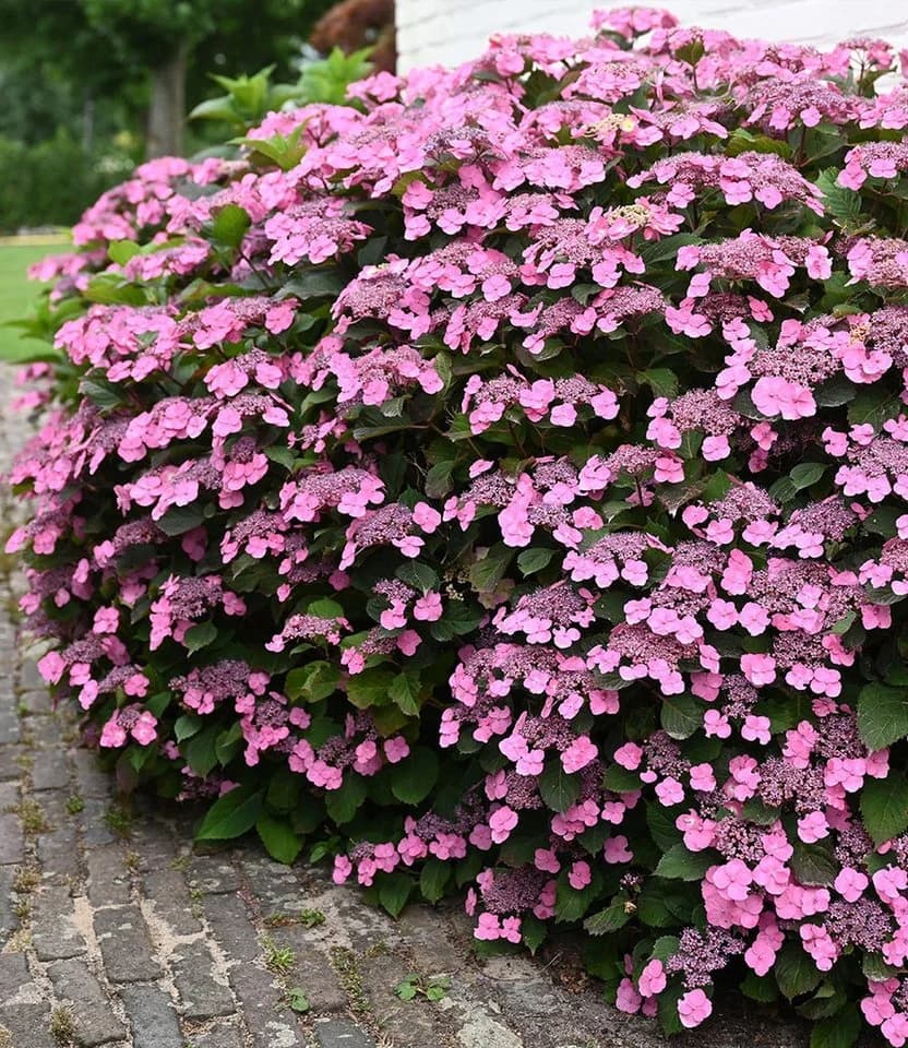 BALDUR Garten Zierstrauch Hortensie 'Pink Lace' Rosa - Bild 2