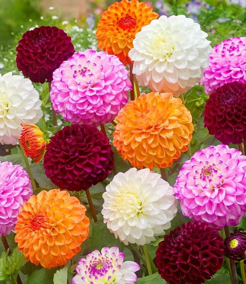 BALDUR Garten Blumenzwiebeln Dahlien-Mix Pompon Sommerblüher