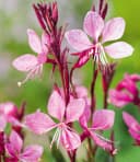 BALDUR Garten Prachtkerze Gaura Pink Schmetterlingsblüten Bild 1