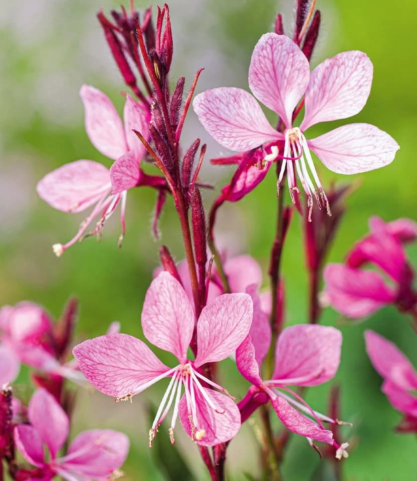 BALDUR Garten Prachtkerze Gaura Pink Schmetterlingsblüten
