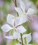 BALDUR Garten Prachtkerze Gaura Weiß 2 St. Schmetterlingsblüten Winterhart Bild 1