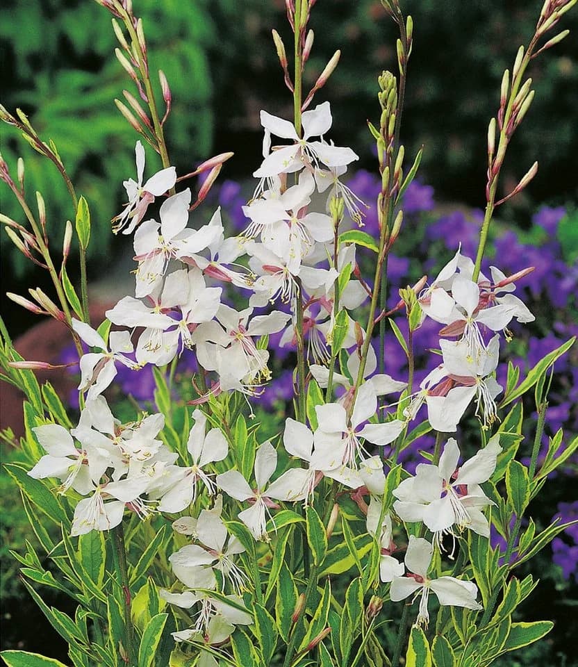 BALDUR Garten Prachtkerze Gaura Weiß 2 St. Schmetterlingsblüten Winterhart - Bild 2