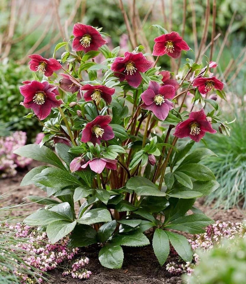 BALDUR Garten Christrose 'ViV® Victoria' Rot 1 St. Reichblühend