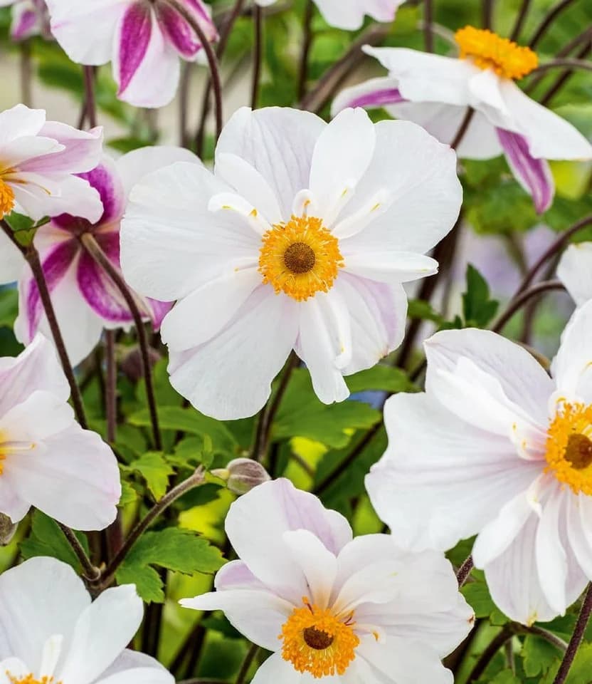 BALDUR Garten Weiße Herbst-Anemone 2 St. Winterhart