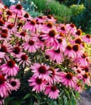 BALDUR Garten Beetpflanze Staudenbeet 'Insekten-Hit' 9 St. Bienenfreundlich Bild 1