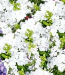 BALDUR Garten Beetpflanze Staudenbeet 'Insekten-Hit' 9 St. Bienenfreundlich Bild 5