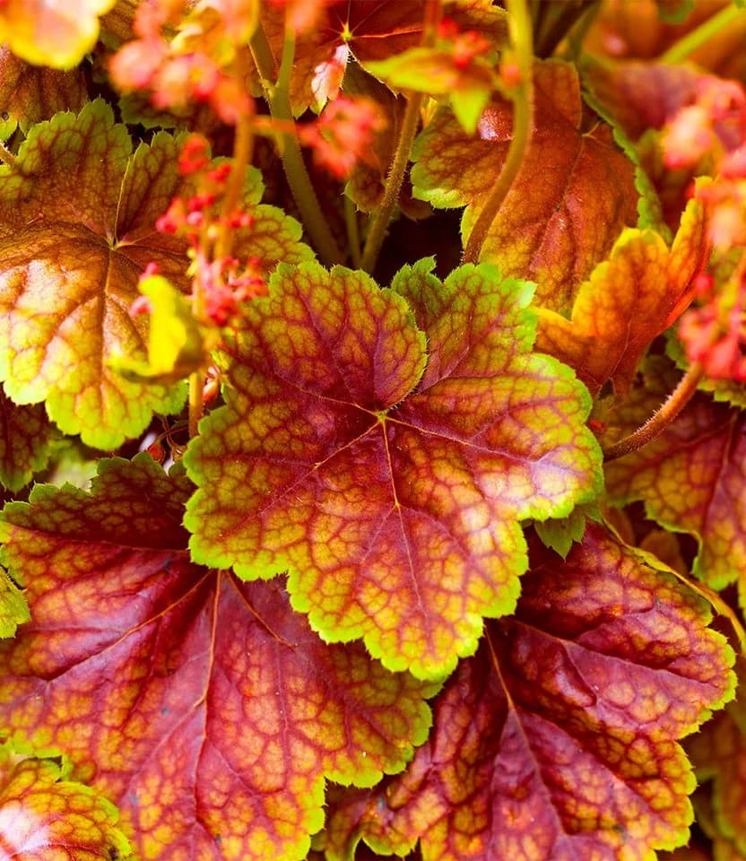 BALDUR Garten Heuchera 'Eternal Flame®' Rot Schmetterlingsfreundlich