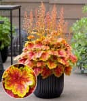 BALDUR Garten Heuchera 'Eternal Flame®' Rot Schmetterlingsfreundlich Bild 2