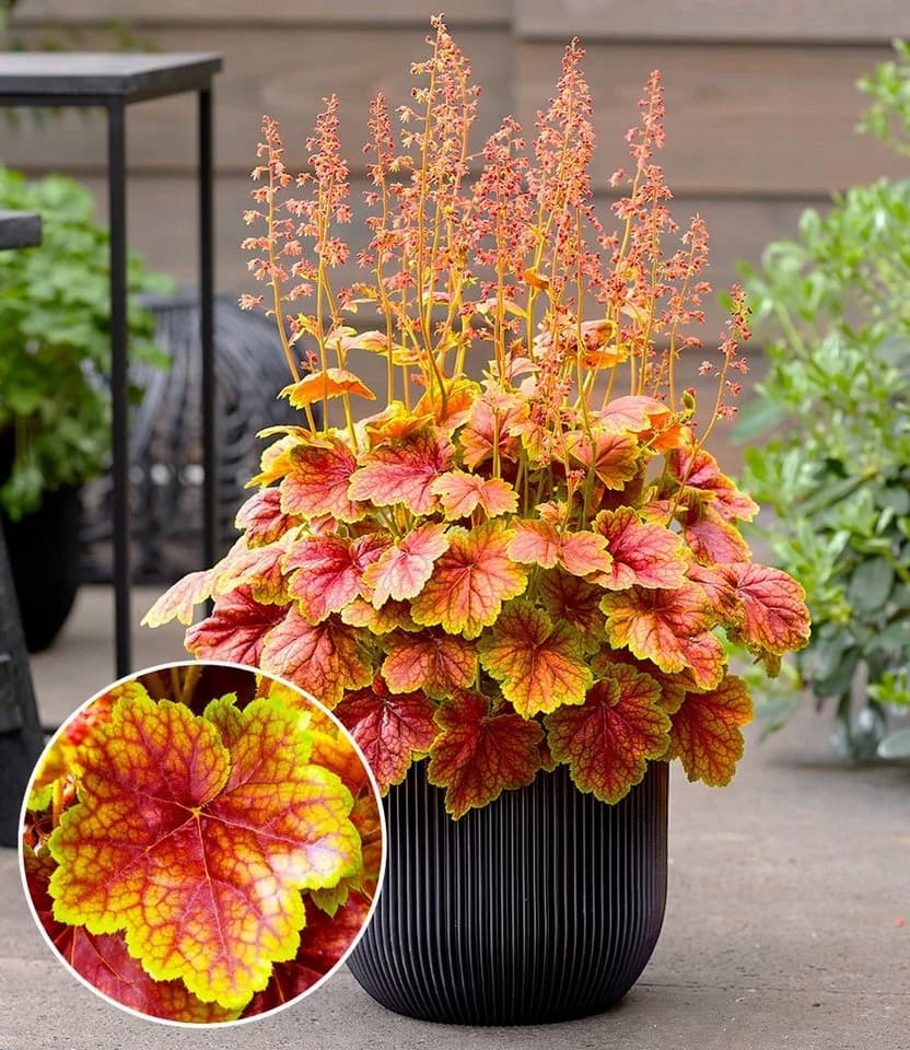 BALDUR Garten Heuchera 'Eternal Flame®' Rot Schmetterlingsfreundlich - Bild 2