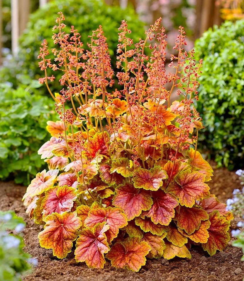 BALDUR Garten Heuchera 'Eternal Flame®' Rot Schmetterlingsfreundlich - Bild 3