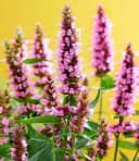 BALDUR Garten Agastache Beelicious Pink Schmetterlingsfreundlich Bild 1