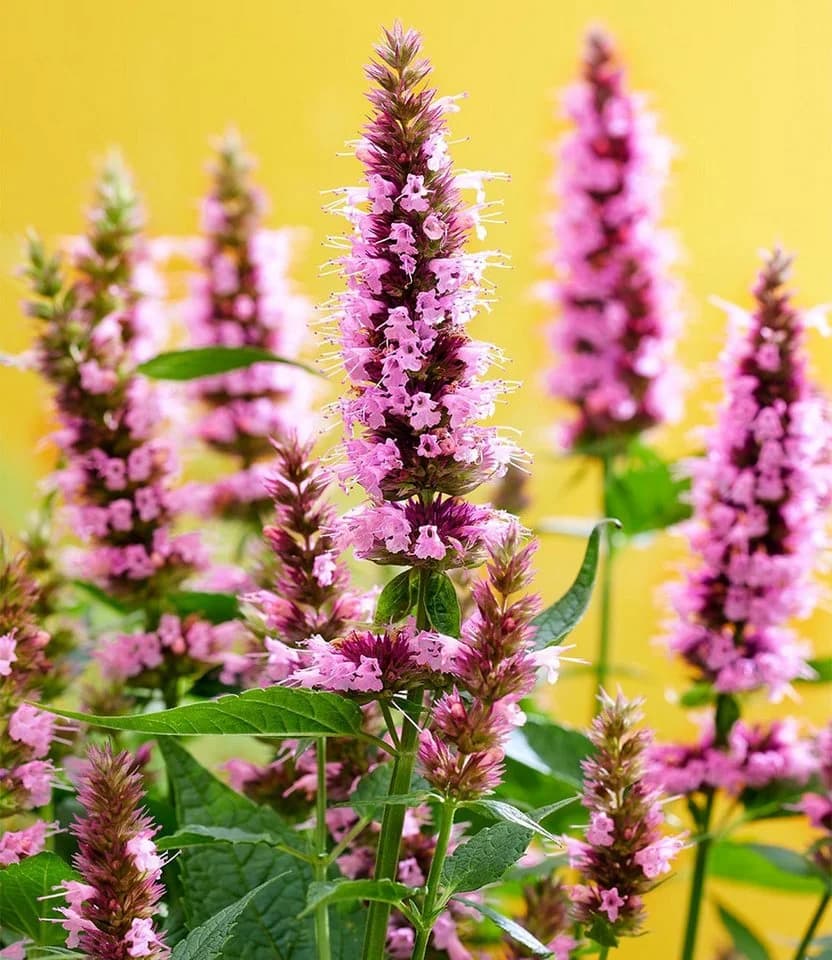 BALDUR Garten Agastache Beelicious Pink Schmetterlingsfreundlich
