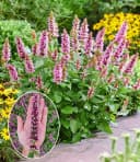 BALDUR Garten Agastache Beelicious Pink Schmetterlingsfreundlich Bild 2