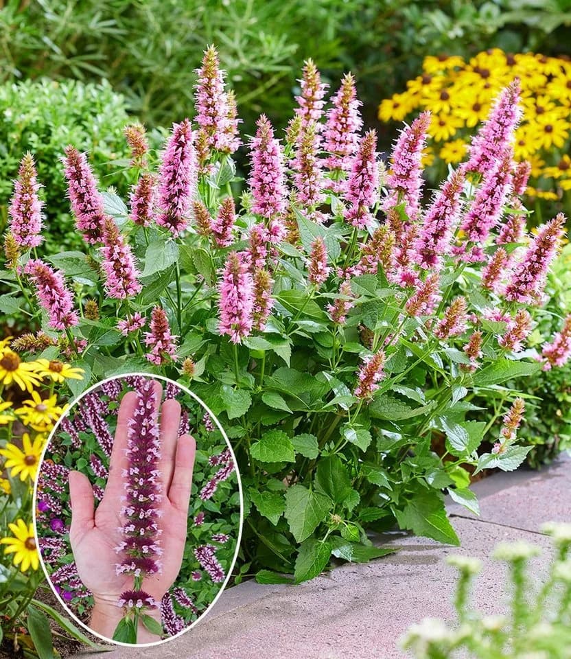 BALDUR Garten Agastache Beelicious Pink Schmetterlingsfreundlich - Bild 2