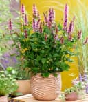 BALDUR Garten Agastache Beelicious Pink Schmetterlingsfreundlich Bild 3