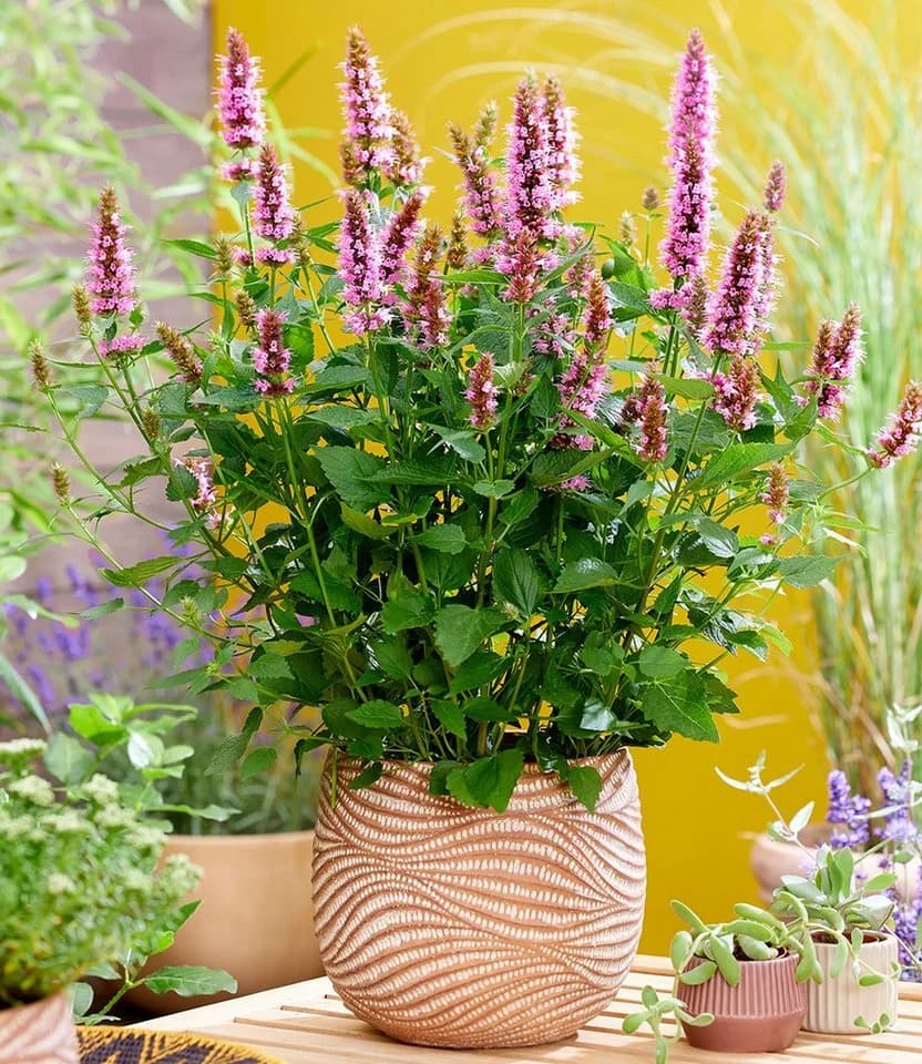 BALDUR Garten Agastache Beelicious Pink Schmetterlingsfreundlich - Bild 3