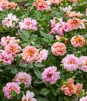 BALDUR Garten Rose 'Amirose®' Bunt/Rosa Reichblühend Bild 1